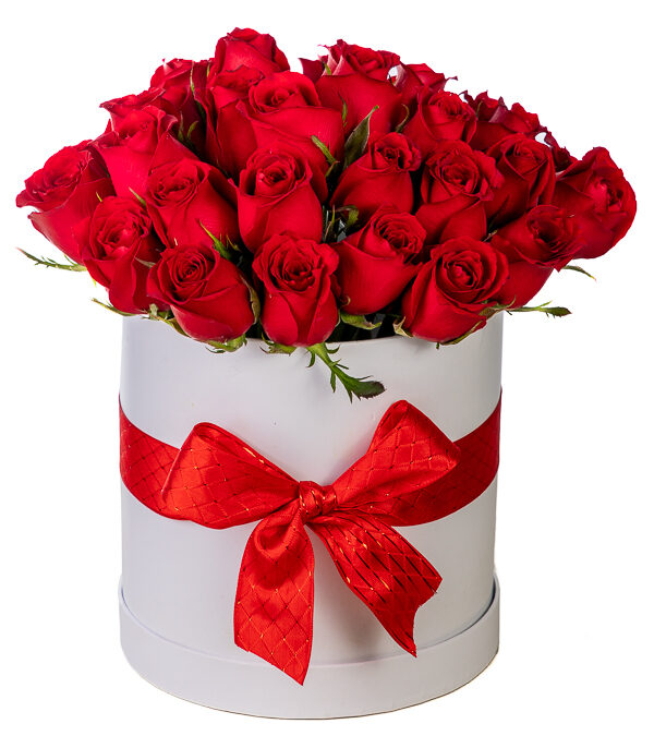 Red roses in tall white round box