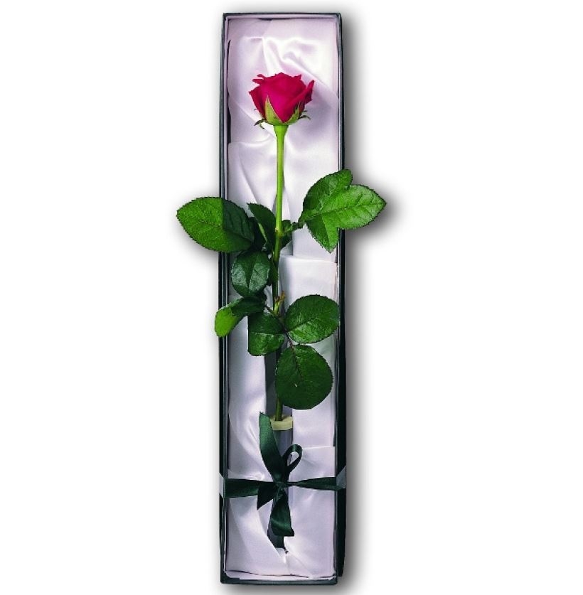 Single Rose
