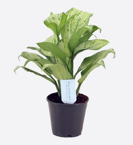 Aglaonema Commutatum (40/45 cm Ht x 13 cm Dia)