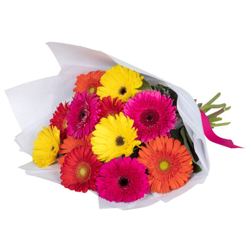 Colourful Gerberas