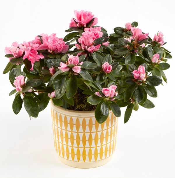 Azalea in Ceramic