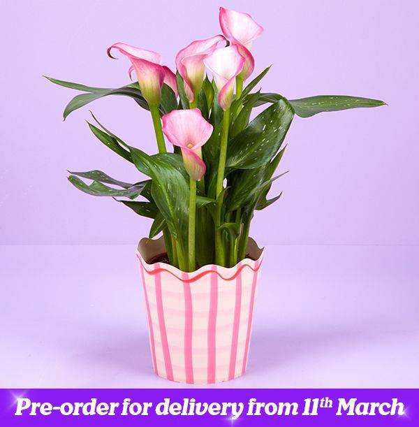 The Mother's Day Calla Lily Plant