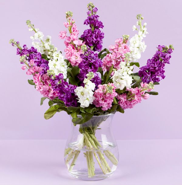 Luxury Purple Stocks Bouquet