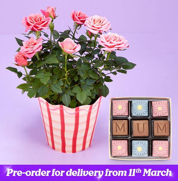 The Mum Pink Rose Plant & Chocolates Giftset
