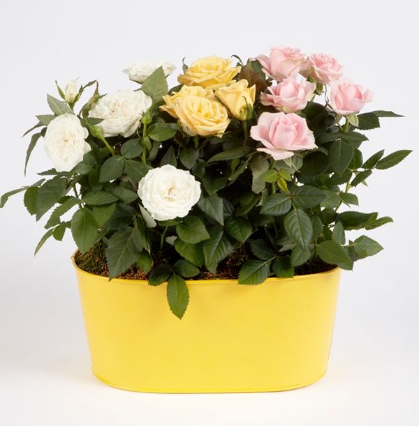 Rose Trio Trough