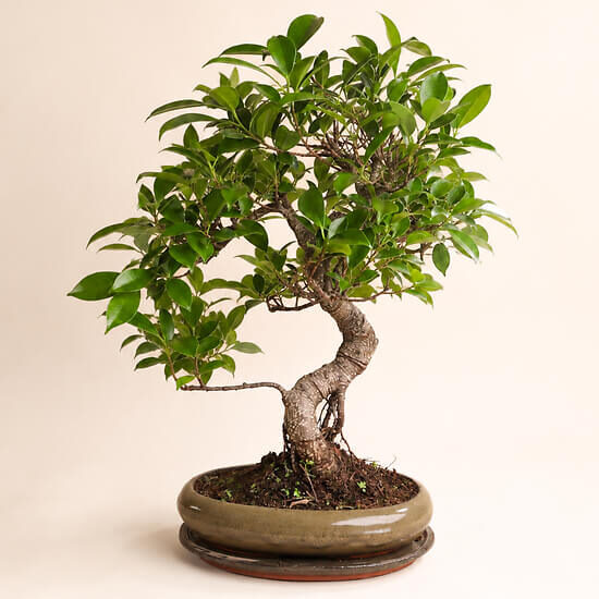 12 year old bonsai