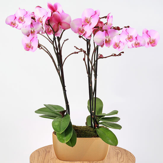 Orchids composition