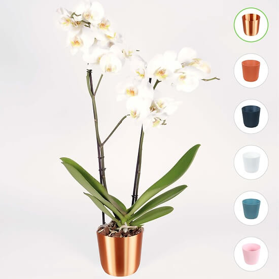 White Orchid