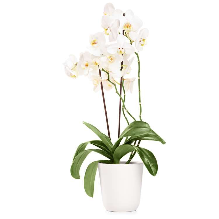 white orchid phalaenopsis (Standard)