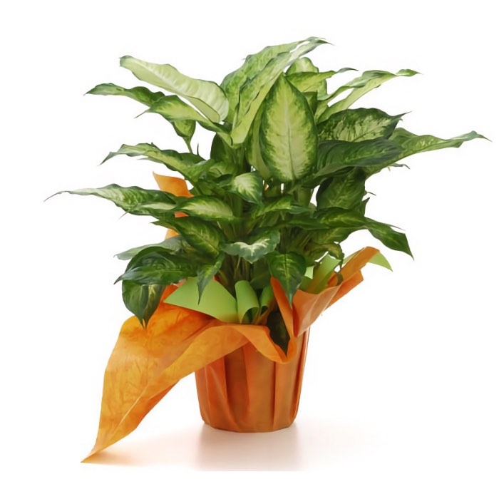 diffenbachia plant (Standard)