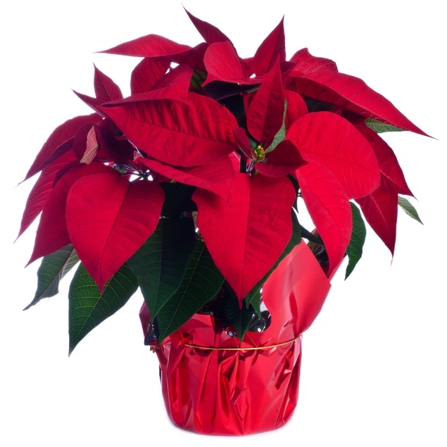 red poinsettia (Standard)