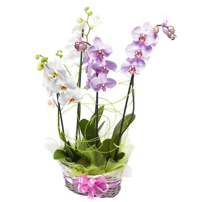 phalaenopsis basket (Standard)