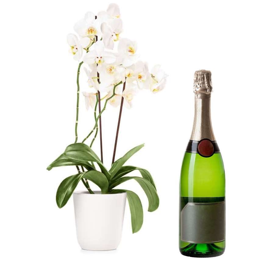 Orchid Phalaenopsys With Champagne (Orchid Plant And Champagne)