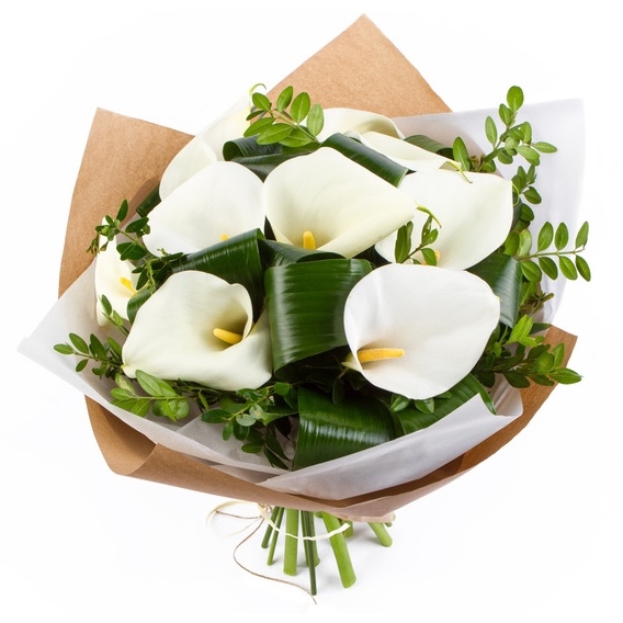 White Callas (Standard)