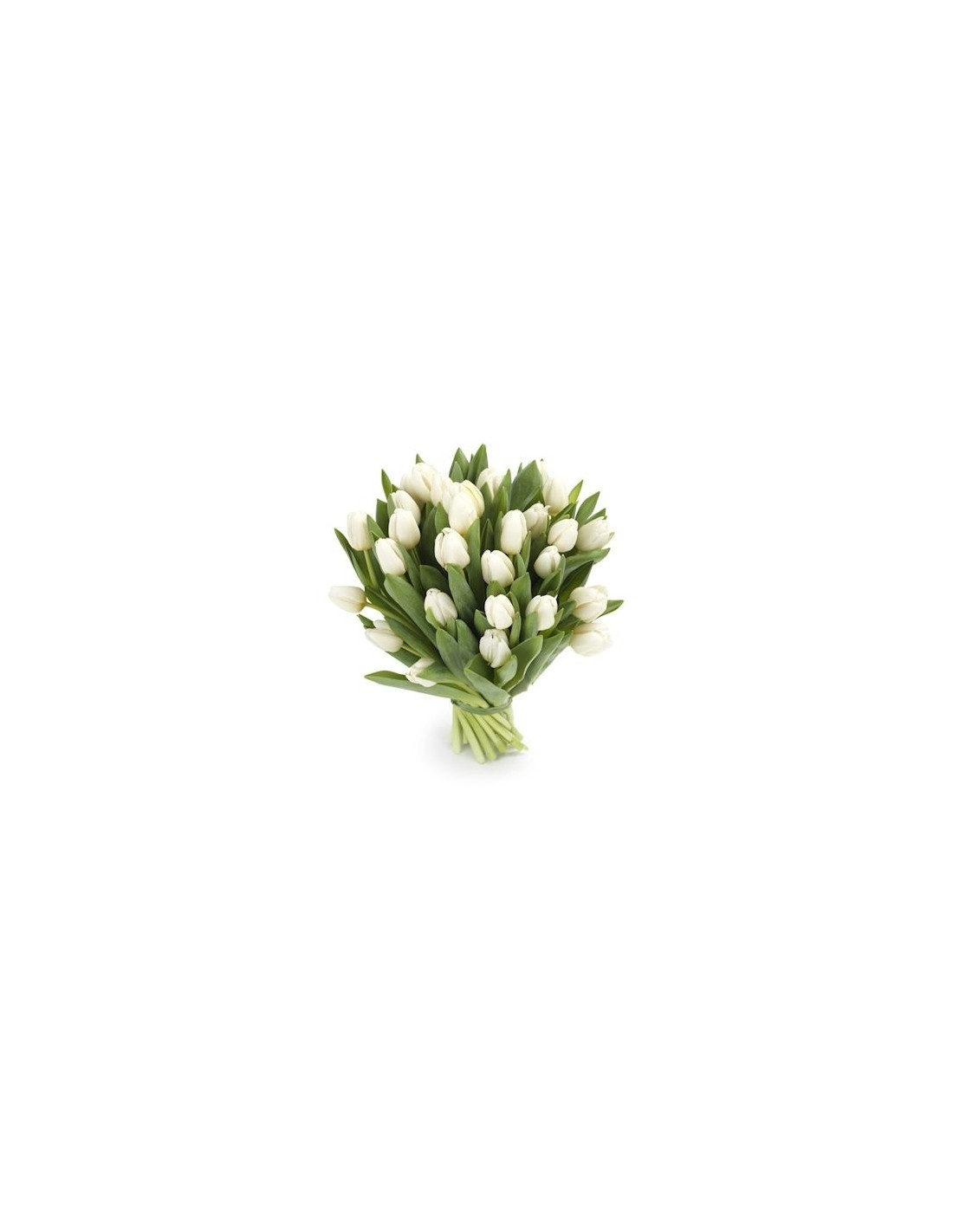 White Tulips (Small)