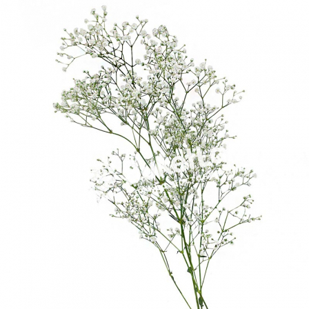 Gypsophila in assortment