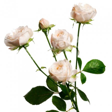 Beige rose spray 60 cm
