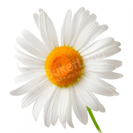 Chamomile