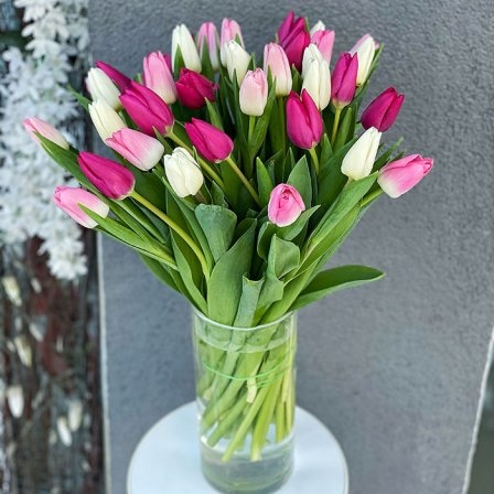 Tulip in assortment