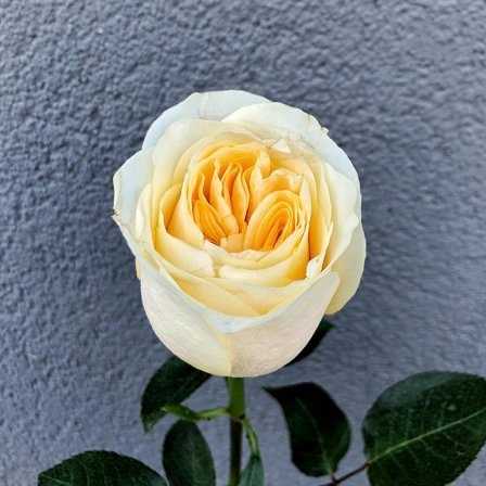 Pion-shaped rose in assortment
