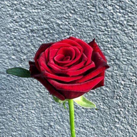 Rose red Grand Prix 80 cm
