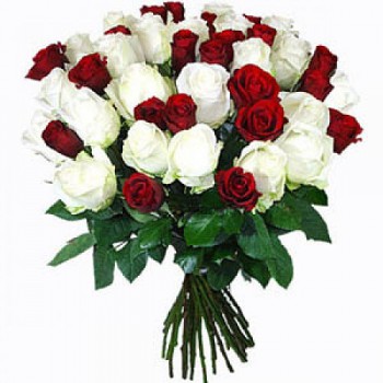24 Red And White Roses (Standard)