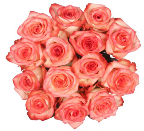 Bouquet Of 15 Blush Pink Roses