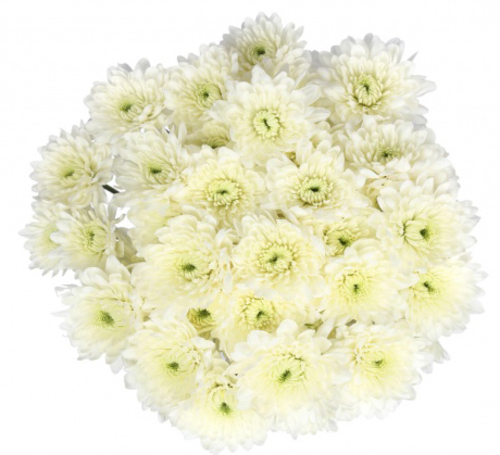 Bouquet Of Flowers 5 Spray White Сhrysanthemums
