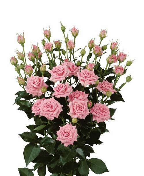 Round Bouquet Of 5 Pink Spray Roses