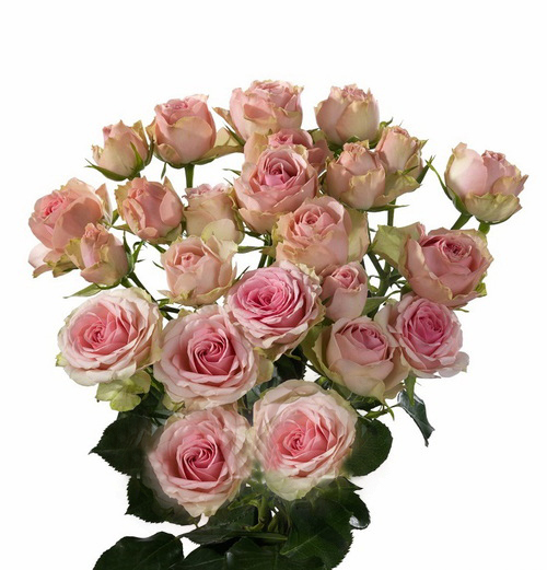 Round Bouquet Of 5 Peony Majolika Pink Spray Roses