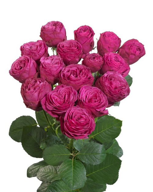 Round Bouquet Of 5 Peony Pink Spray Roses