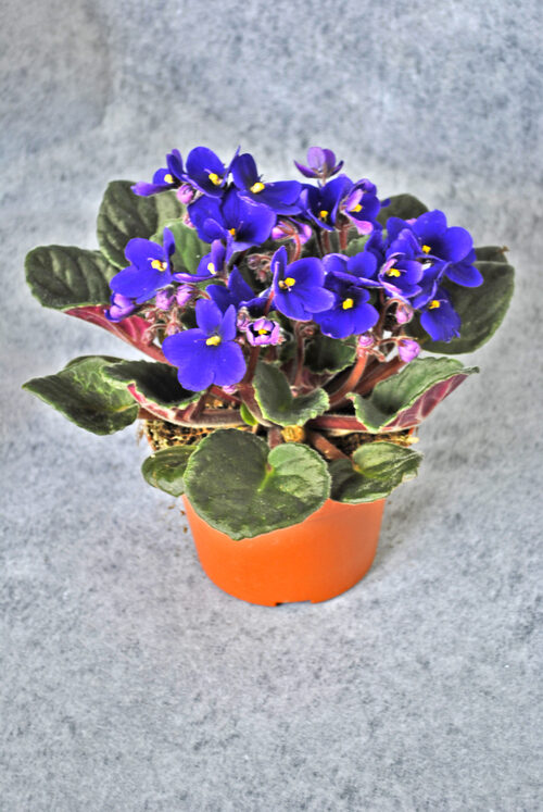 Potted Plant Violet