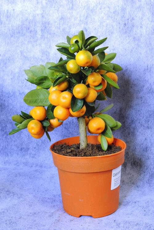 Potted Plant Mandarin