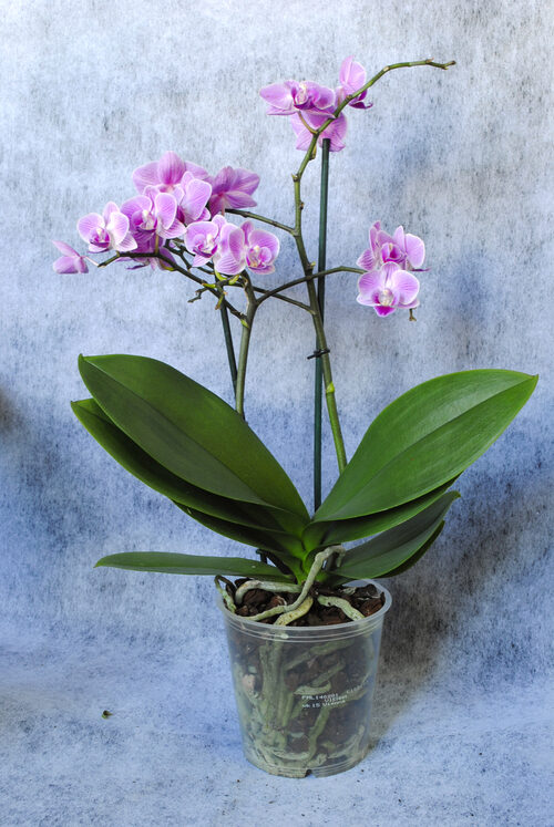 Purple Orchid Plant