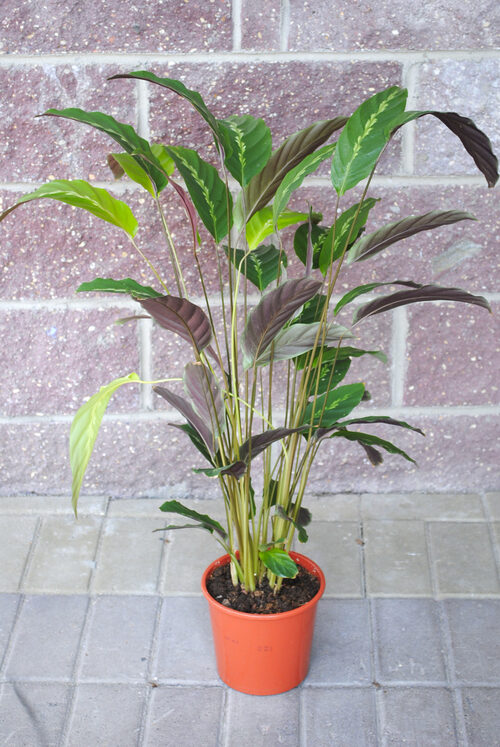 Potted Plant Calathea