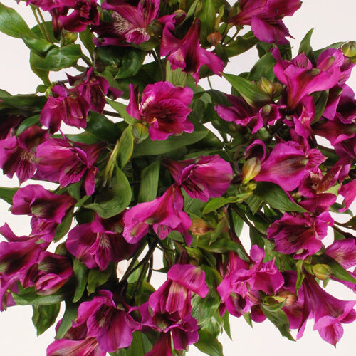 Flowers Bouquet "Purple Alstroemeria"