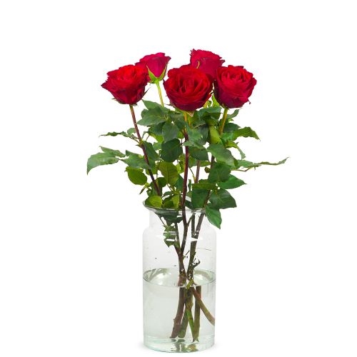 5 red roses