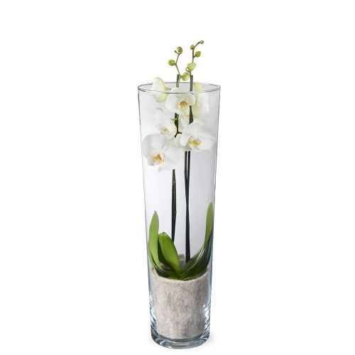 White orchid in vase