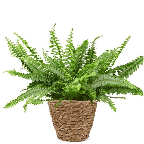 Wild Boston fern | Nephrolepis