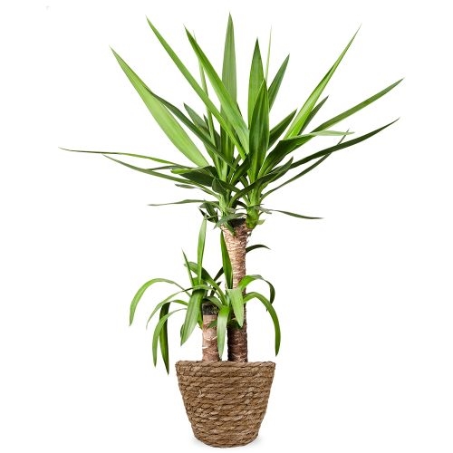 Yucca | Palm lily 80cm