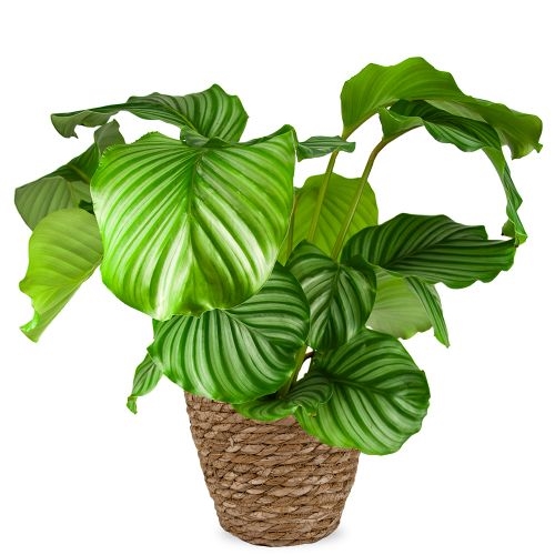 Calathea Orbifolia 60cm