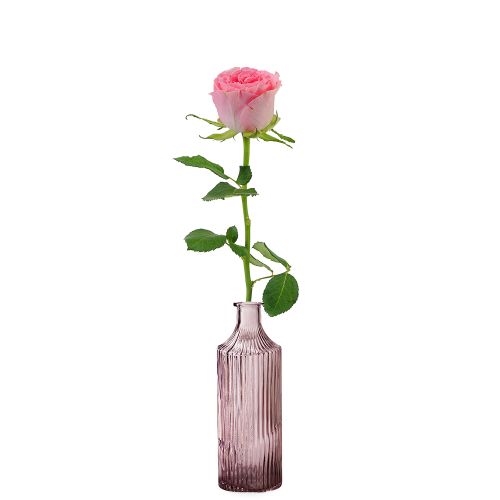 Premium pink rose + free vase