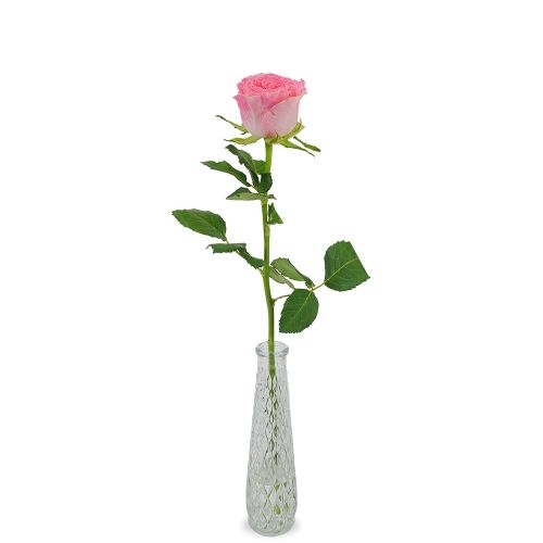 Premium pink rose + free vase