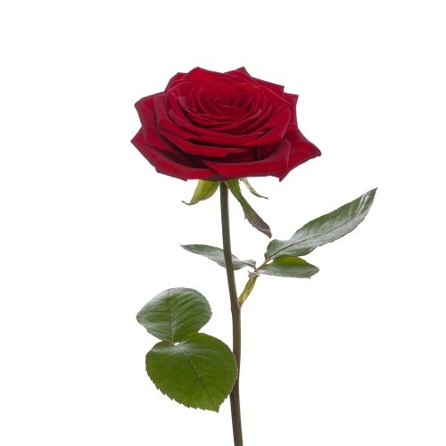 1 premium red rose