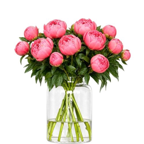 Coral peonies (Small)