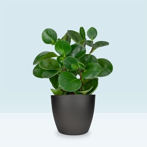 Rubberplant | Peperomia obtusifolia