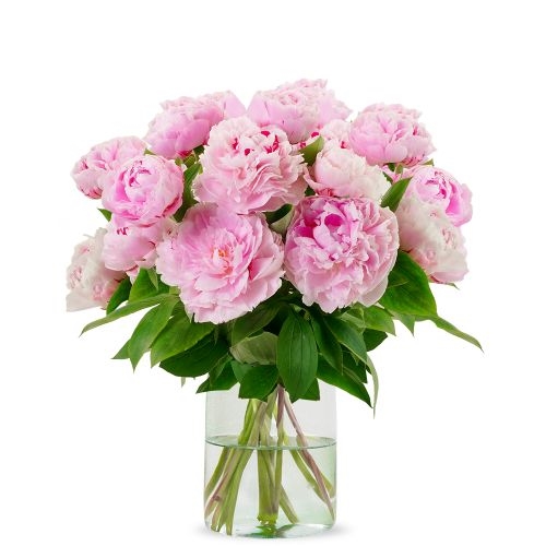 Pink peonies (Small)