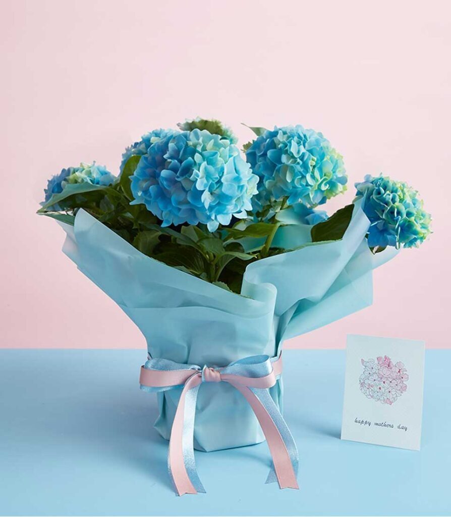 Mother's Day Hydrangea Marc Gift