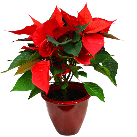 Poinsettia with pot