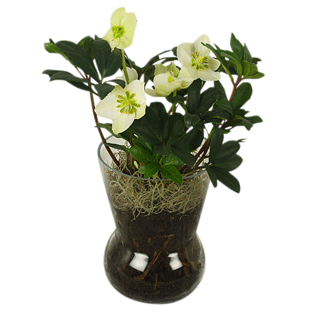 Helleborus